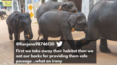 Elephant herd crossing road, elephants crossing roads odisha, forest department helps elephant herd cross road, animal bridges, elephant route, Indian express