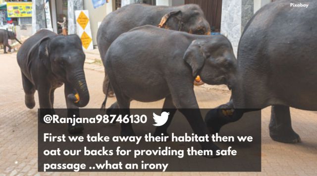 Elephant herd crossing road, elephants crossing roads odisha, forest department helps elephant herd cross road, animal bridges, elephant route, Indian express