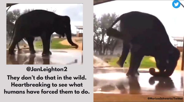 Elephant video, elephant does headstand, elephant training, elephant tricks, animal abuse, Indian Express