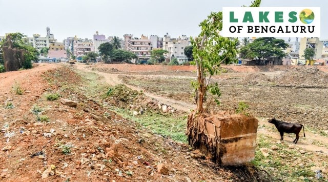 On condition of anonymity, a senior engineer from the BBMP lakes department working on the restoration of the lake, told The Indian Express that the civic body will dispose of the silt and fence the lake for security reasons soon.(Express Photo)