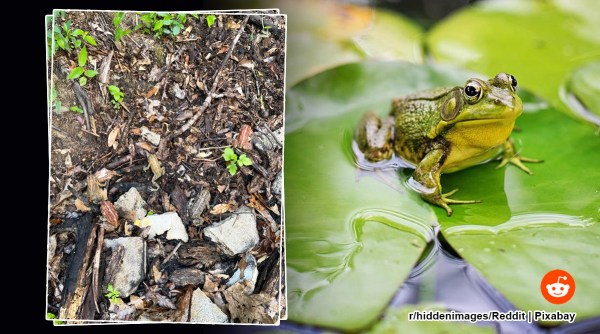 frog hidden picture, spot the frog, hidden images, frog hidden wood, spot the animal, indian express,