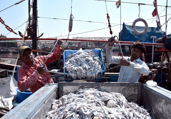 Fishing season in Gujarat marked by high diesel prices, low fish