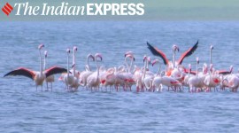 migratory birds, migratory birds in Karnataka, flamingos, pictures of flamingos, flamingos in Karnataka, migratory birds flamingos, flamingos photographs, indian express news