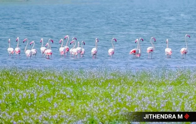 migratory birds, migratory birds in Karnataka, flamingos, pictures of flamingos, flamingos in Karnataka, migratory birds flamingos, flamingos photographs, indian express news