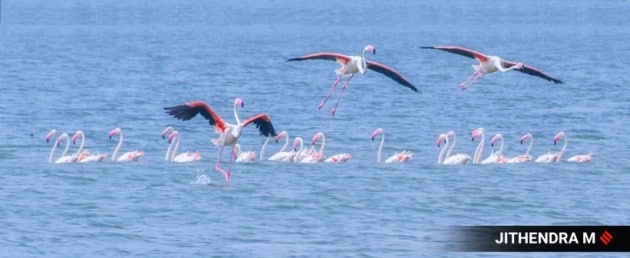 migratory birds, migratory birds in Karnataka, flamingos, pictures of flamingos, flamingos in Karnataka, migratory birds flamingos, flamingos photographs, indian express news
