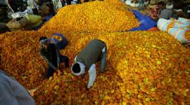 flowers mandi no alt set