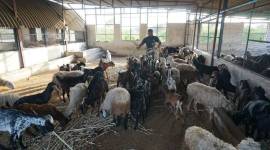 Vadodara, Animal cruelty, animal sacrifice