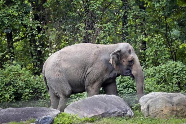 Happy the elephant, elephant is not a person, animal rights, elephant, new york court, indian express