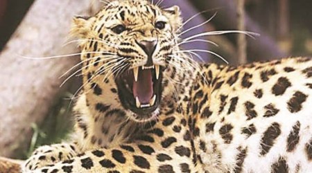 According to forest officials, the incident took place in the parking lot of Saileela Tourist Bungalow. The leopard attacked the guard dog, which was sleeping in the parking area of the bungalow early Thursday morning. 
