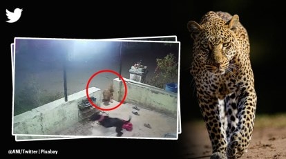 Leopard attacks pet dog in Maharashtra village, viral video sparks  conversation on human-animal conflict | Trending News,The Indian Express