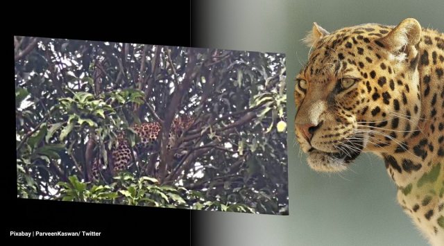 leopard, leopard tree, leopard mango tree, leopard tree rescue, west bengal leopard rescue, indian express