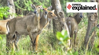 Ludhiana, textile park