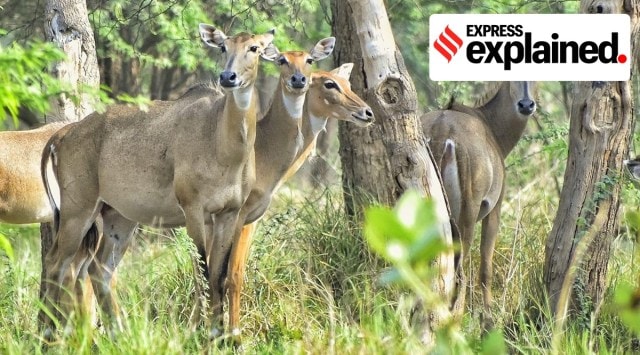Ludhiana, textile park