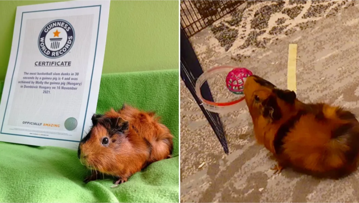 Meet Molly, the guinea pig that broke the world record for most basketball  dunks | Trending News,The Indian Express