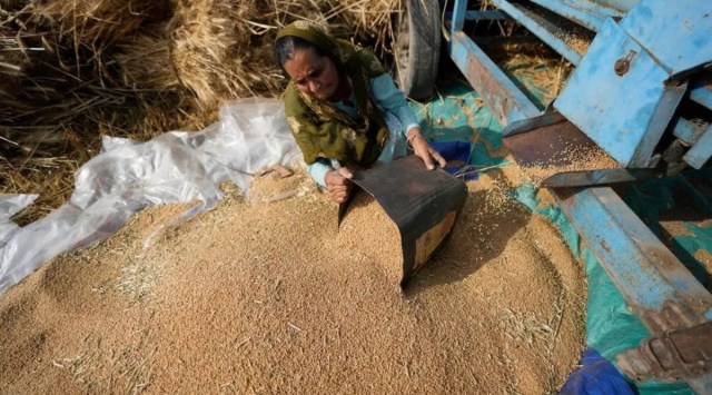 A yield of 4.75 lakh quintal is expected this year. (Representational/File)