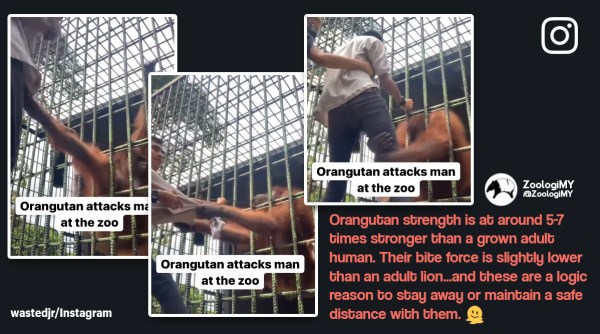 orangutan attacks man, orangutan grabs man, man enters orangutan enclosure, indonesia zoo orangutan attacks man, viral video, indian express