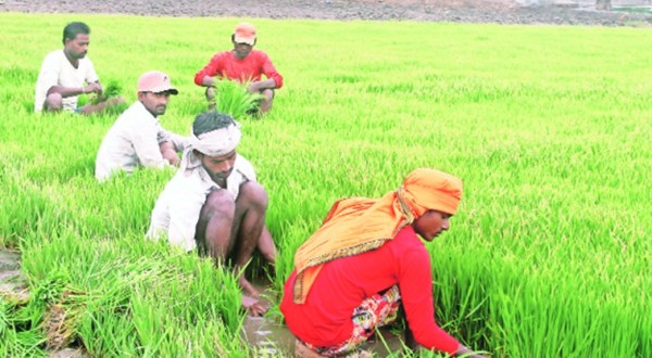 punjab news, paddy crop, paddy transplantation, paddy season in punjab, punjab latest news