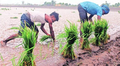 paddy field, monsoon, indian express