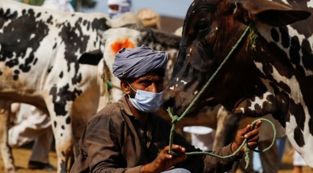 pakistan lumpy skin disease cattle