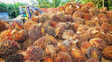 Ashok Gulati and Ritika Juneja write: An oil palm plan for the home