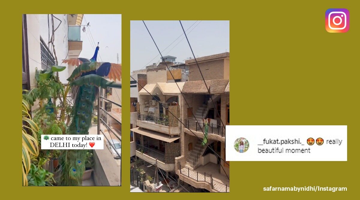 peacock in Delhi, peacock flying between balcony, peacock videos, peacock, Delhi, indian express