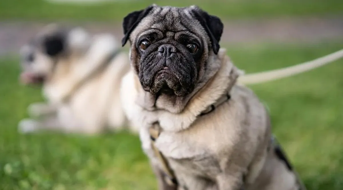Study urges people to stop buying pugs, English and French bull dogs; heres why Health News