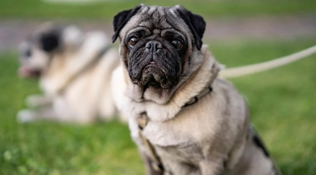 pug