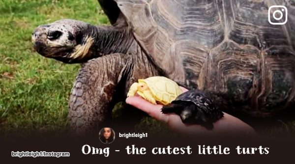 albino tortoise, tortoise video, rare albino tortoise, turtle, endangered tortoise, swiss zoo, indian express