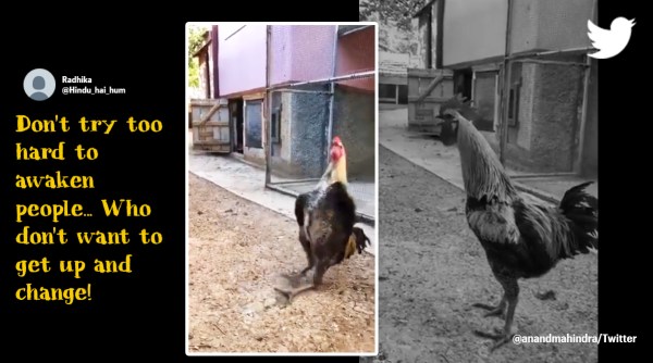 Anand Mahindra, Anand Mahindra tweets, Anand Mahindra rooster video, Anand Mahindra life lesson from rooster video, Indian Express