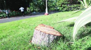 13 sandalwood trees stolen from Pune’s High Explosives Factory in Khadki