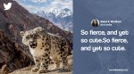Snow leopard, snow leopard India, snow leopard photograph, IUCN snow leopard, snow leopard conservation, Indian express