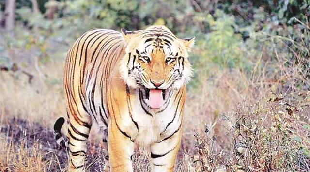 Unfortunately, the trade in exotic species does not fall within the purview of the 1972 Wildlife Protection Act, leaving a gaping legal hole in India's wildlife protection system. (File photo)
