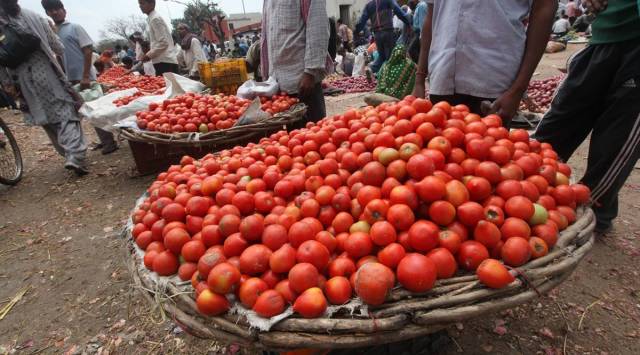 Tomato sellers at Grain Market in Chandigarh. (Express photo by Jaipal Singh)