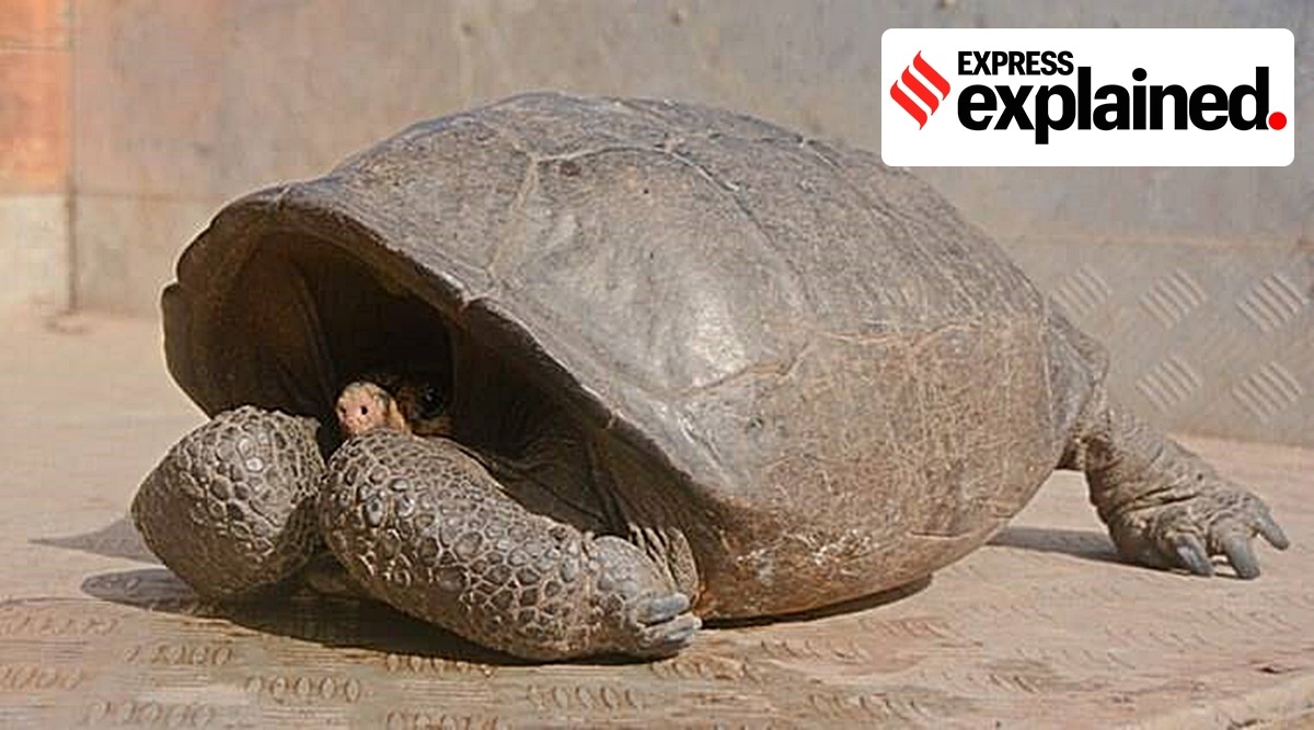 Chelonoidis phantasticus, fantastic giant tortoise, tortoise, Fernanda, India news, Indian express, Indian express news, current affairs, indian express explained, express explained