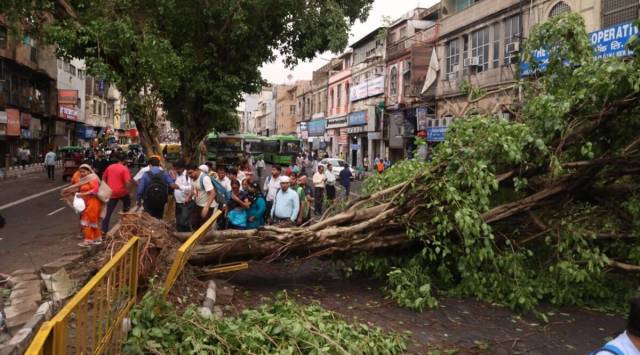 In 3 years, officials gave nod to remove 77,000 trees in Delhi | Delhi ...