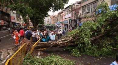 delhi rain news, delhi monsoons, delhi weather news, delhi trees