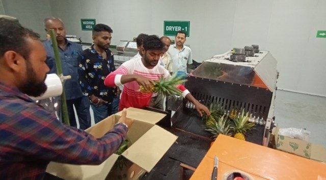 The pack house, which is expected to boost the exports, involves technological inputs to wash, treat, dry, sort, grade, pack horticulture products and seal them in cartons before shifting them to a loading area. (Express Photo)
