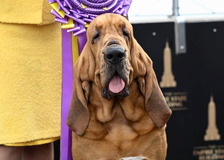 Sound off! Trumpet is 1st bloodhound to win Westminster show Life