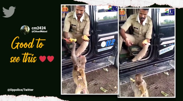 UP police feeds monkey, UP police gives mango to monkey, Uttar Pradesh Police, UP police tweets, Indian Express