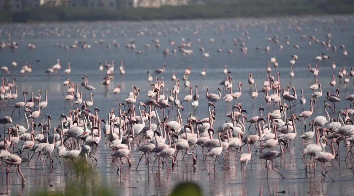 Lesser flamingo tagged in Mumbai lands in Bhavnagar after 32-hour journey