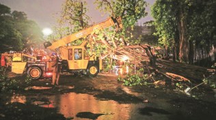 Trees collapse; old building partially caves in