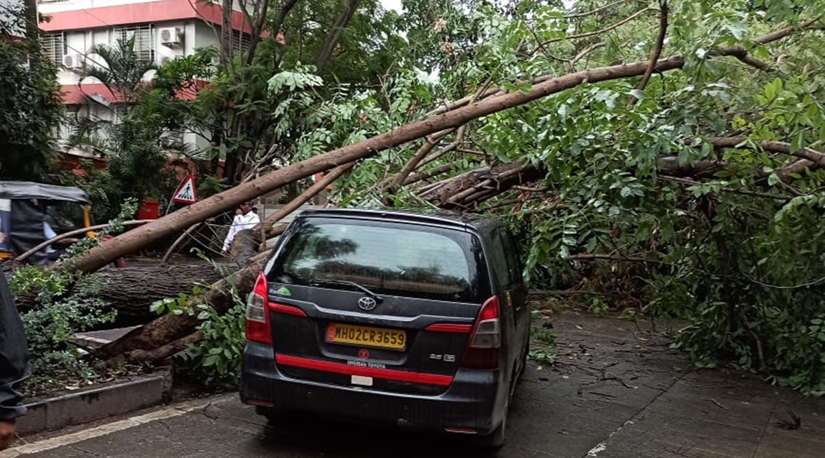 On Friday, 13 trees got uprooted, while Saturday saw as many as 20 such incidents across the city following heavy rains. No casualties have been reported in these incidents, officials said. (Express Photo)