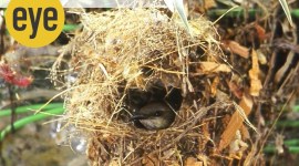 6 Sunbird at nest birds, photography