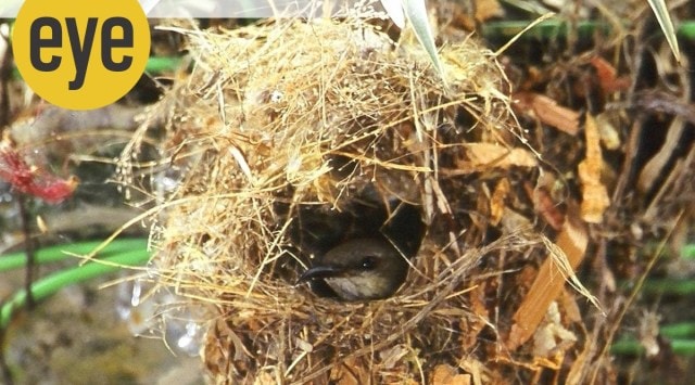 birds, photography