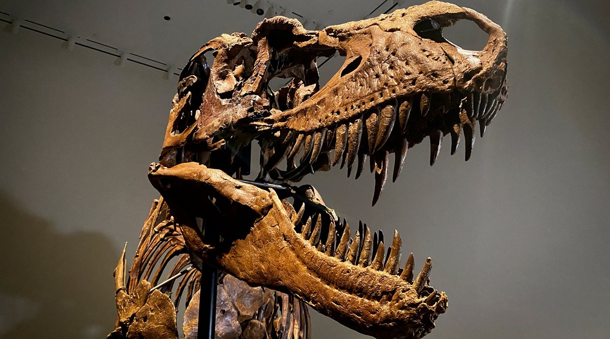 Scheletro di dinosauro di 76 milioni di anni all’asta a New York City