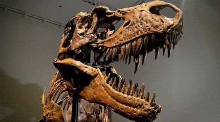 Gorgosaurus, dinosaur skeleton auction, donisaur skeleton Aotheby's