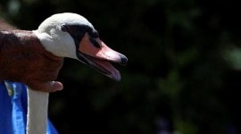 swans, counting of swans, swan population, annual swan census, swan upping, swan upping in England, swan upping on River Thames, indian express news