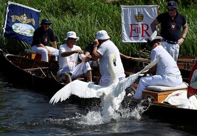 swans, counting of swans, swan population, annual swan census, swan upping, swan upping in England, swan upping on River Thames, indian express news
