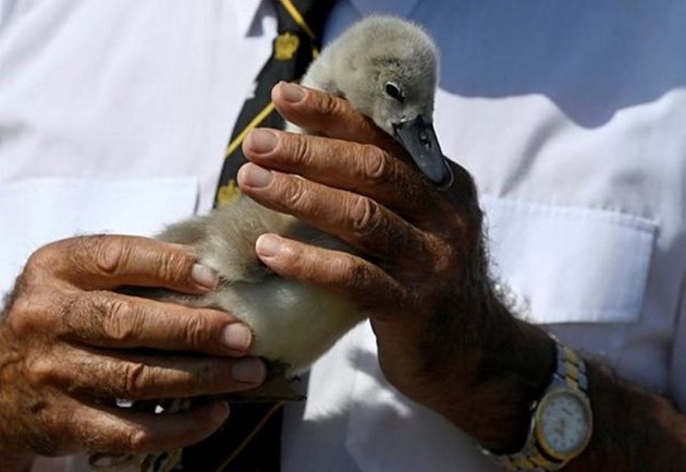 swans, counting of swans, swan population, annual swan census, swan upping, swan upping in England, swan upping on River Thames, indian express news