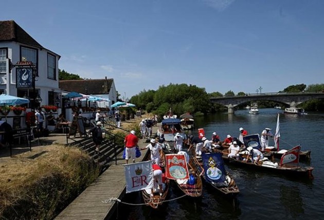 swans, counting of swans, swan population, annual swan census, swan upping, swan upping in England, swan upping on River Thames, indian express news